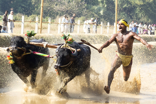 HC issues notice to State Govt on Kambala